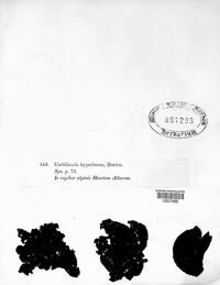 Umbilicaria hyperborea image